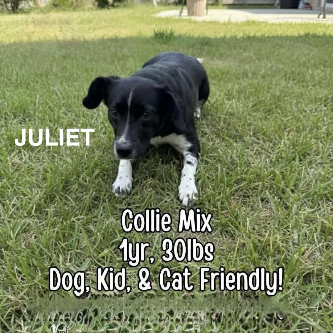 JULIET - Collie available for adoption