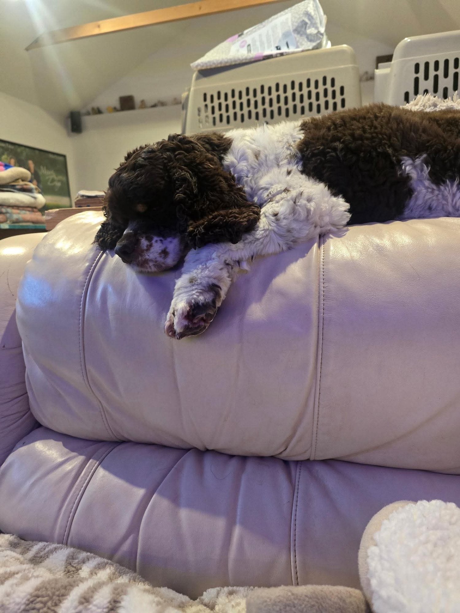 POSEY (BONDED WITH CASH) - Cocker Spaniel available for adoption