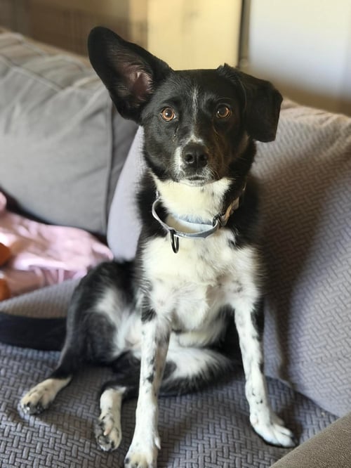 JULIET - Collie for adoption in Yonkers