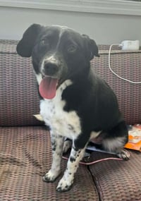 Juliet - Photo 5