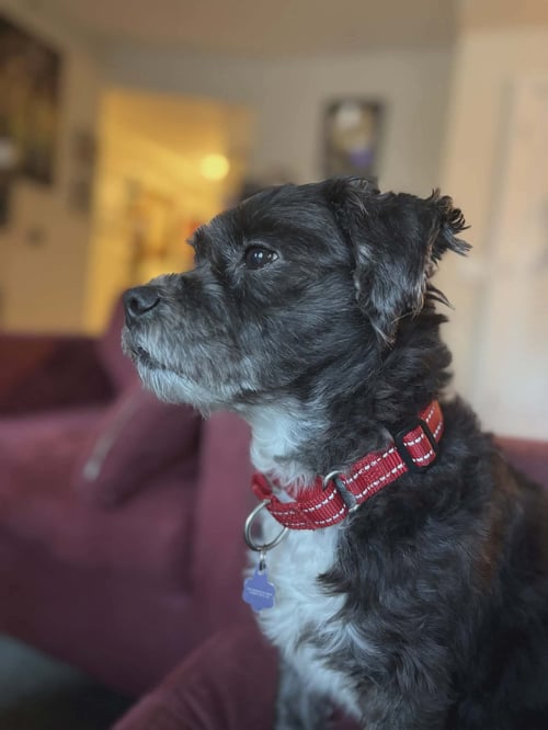 KING - Miniature Schnauzer available for adoption