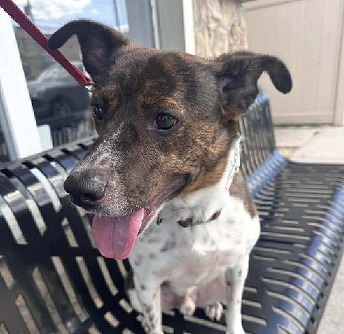 COQUITO (FOSTER OR ADOPTER NEEDED!) - Terrier / Pointer available for adoption