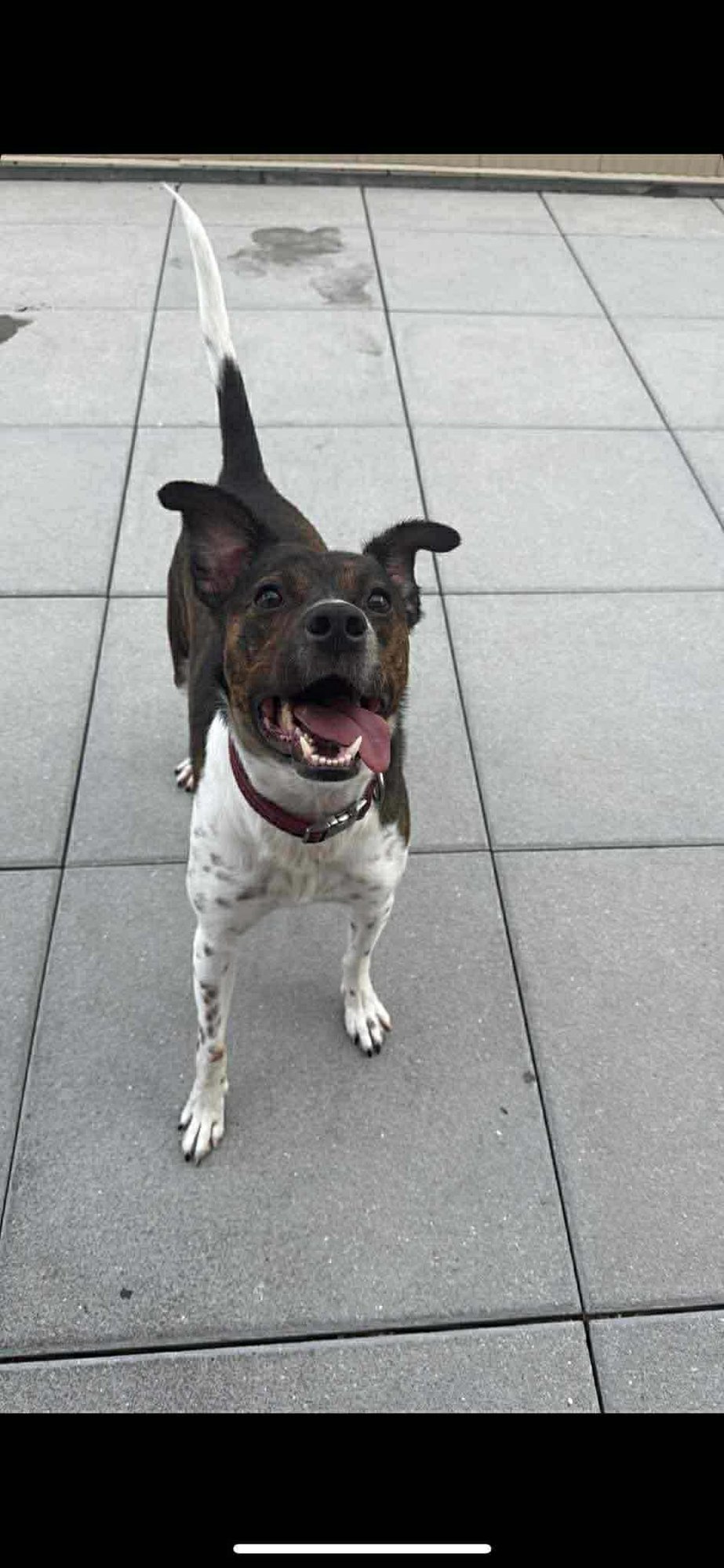 COQUITO (FOSTER OR ADOPTER NEEDED!) - Terrier / Pointer available for adoption