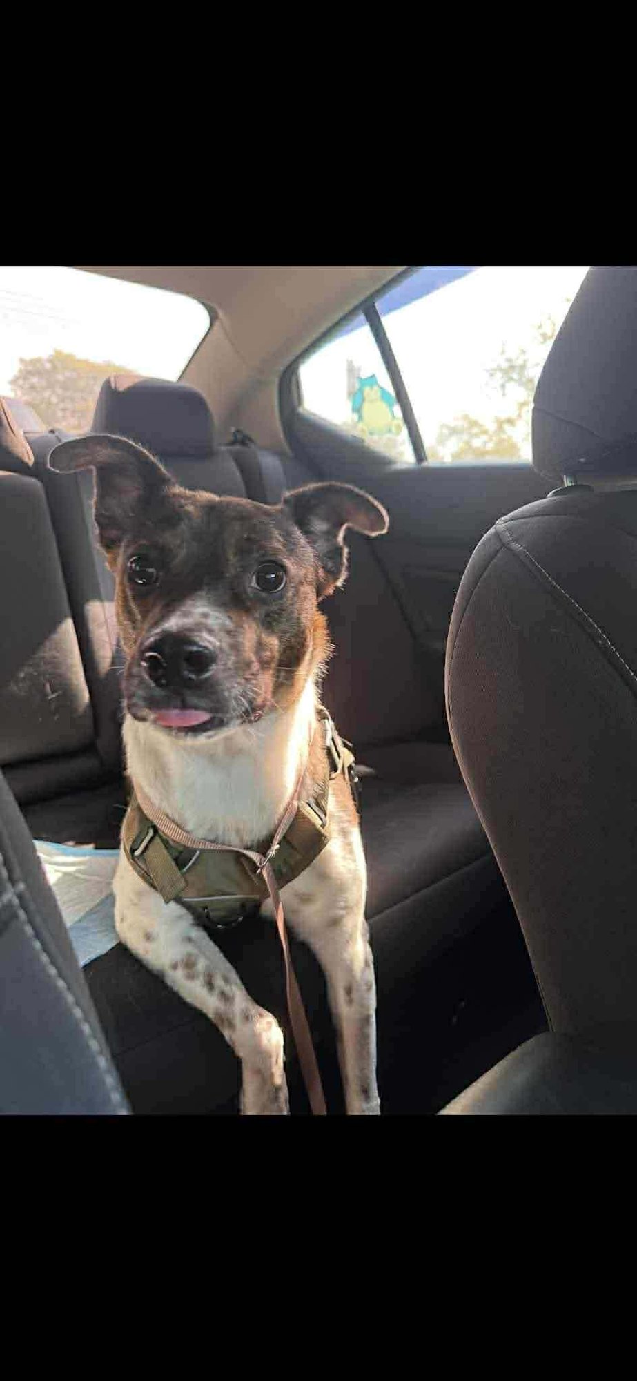 Coquito (Foster or Adopter Needed!) - Photo 3