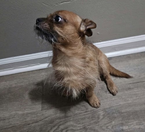 FLYNN - Chihuahua available for adoption