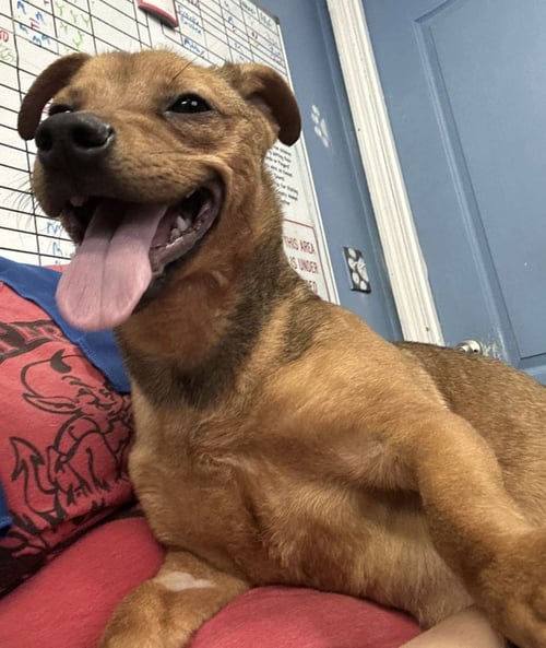 JUNIOR - Chihuahua available for adoption