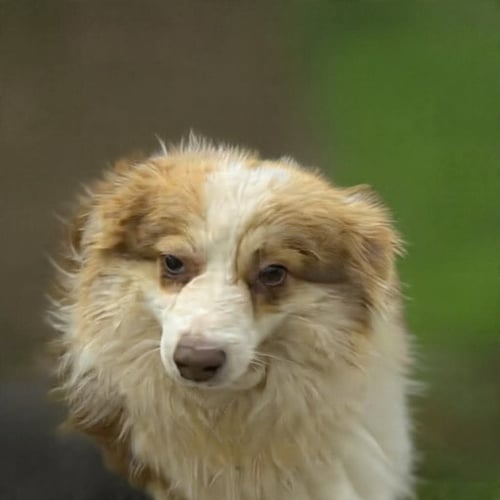 BEN - Pomeranian available for adoption