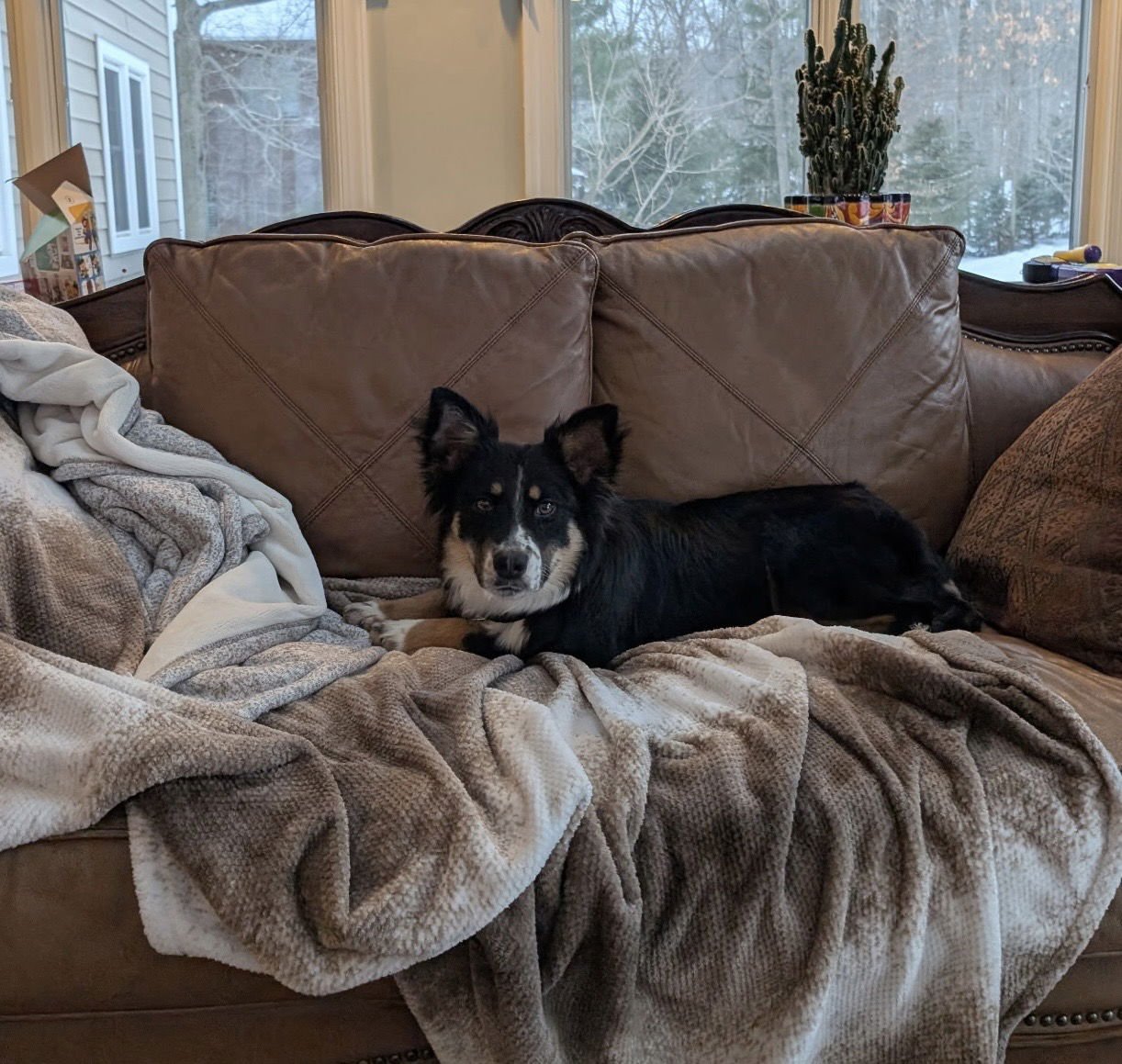 JED - Collie available for adoption