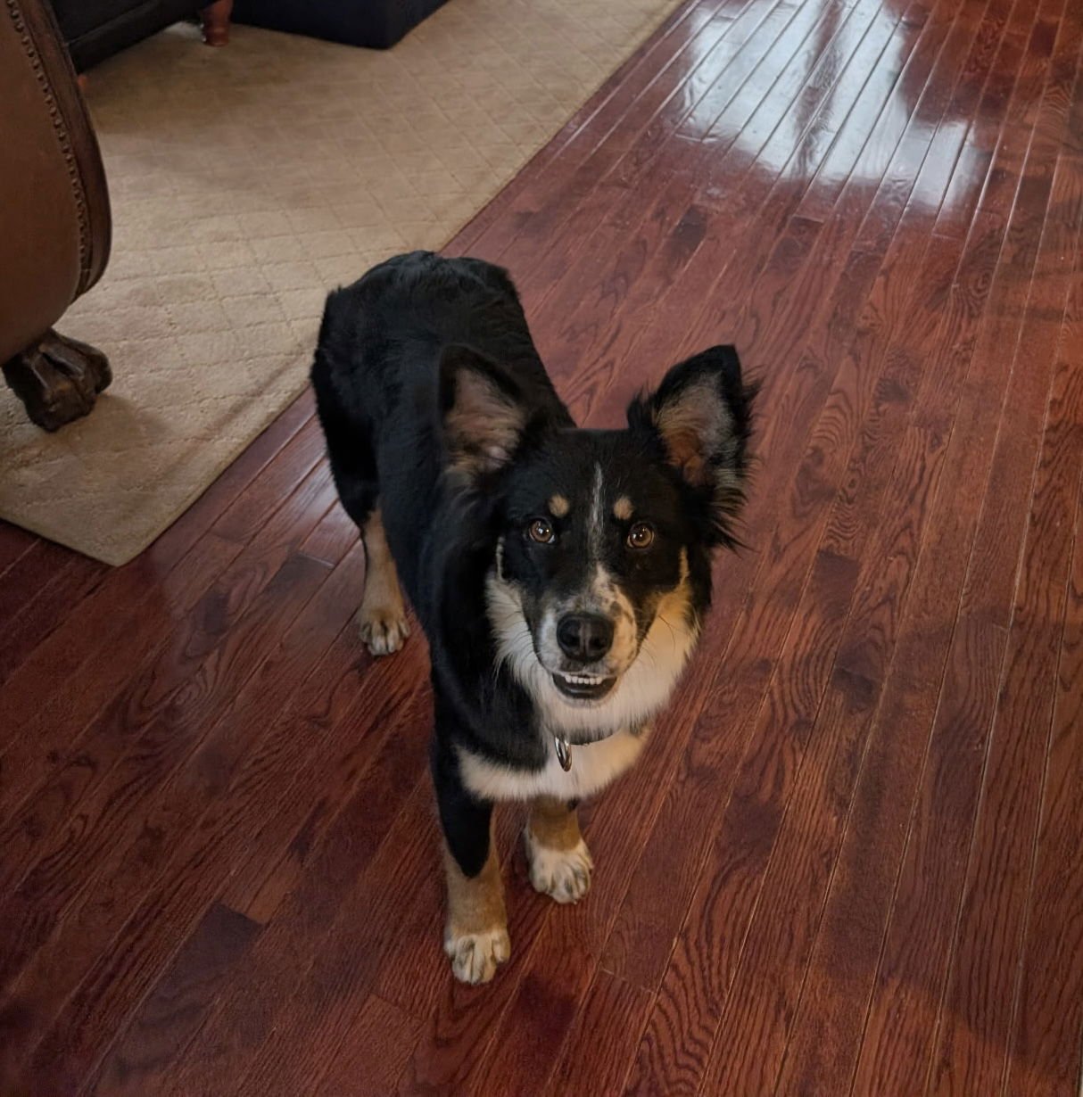 JED - Collie available for adoption