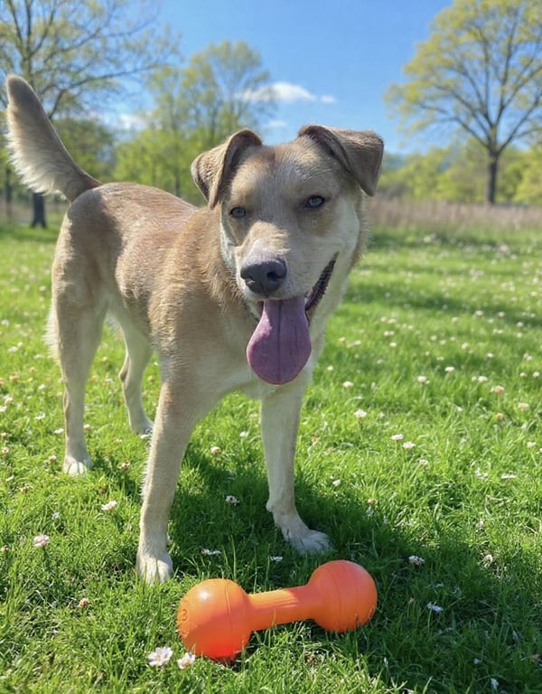 Junie (Foster or Adopter Needed!) Image