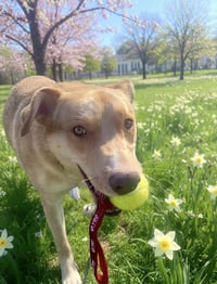 Junie (Foster or Adopter Needed!) - Photo 3