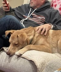 Junie (Foster or Adopter Needed!) - Photo 8