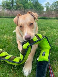 Junie (Foster or Adopter Needed!) - Photo 9