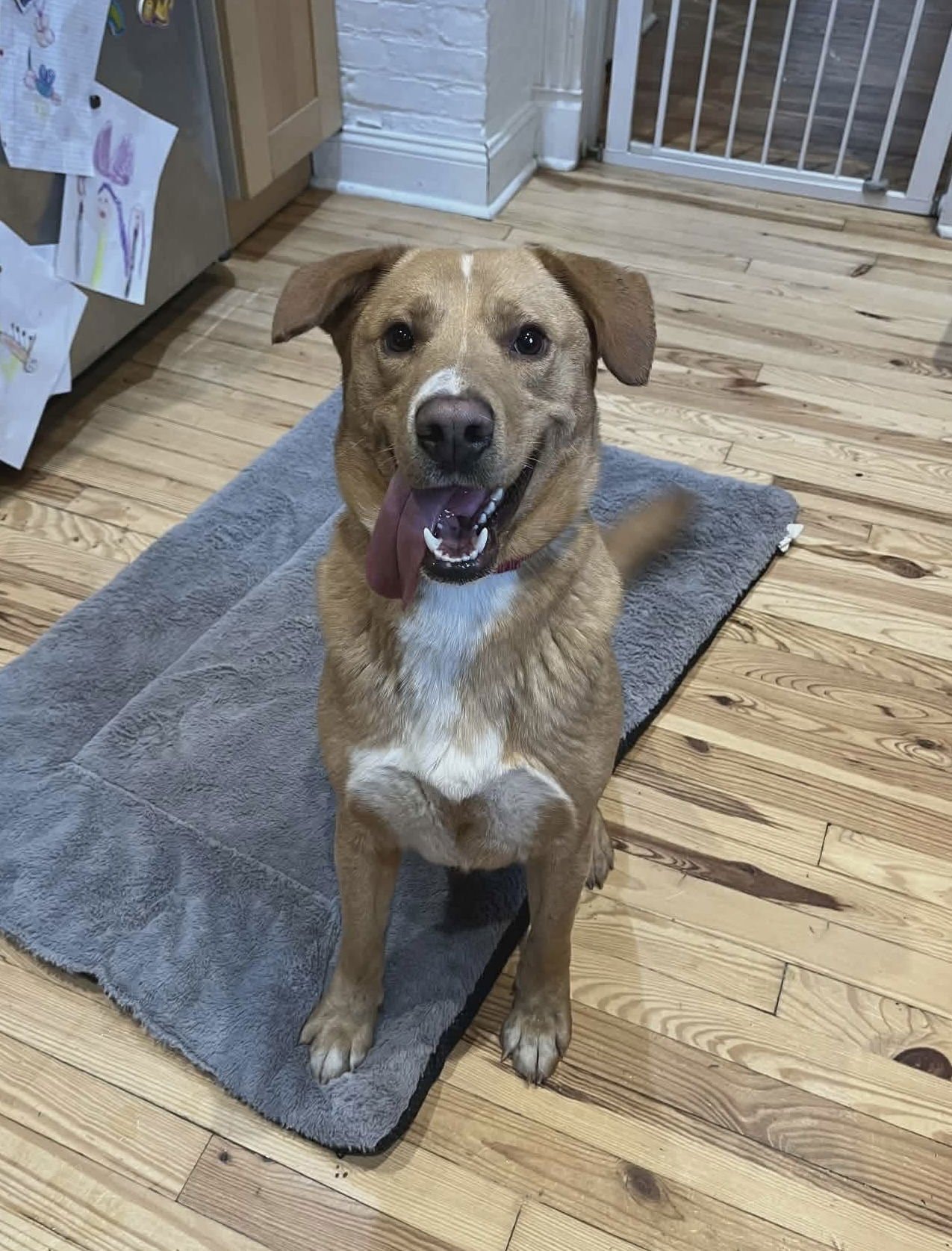 RUDOLPH - Labrador Retriever available for adoption