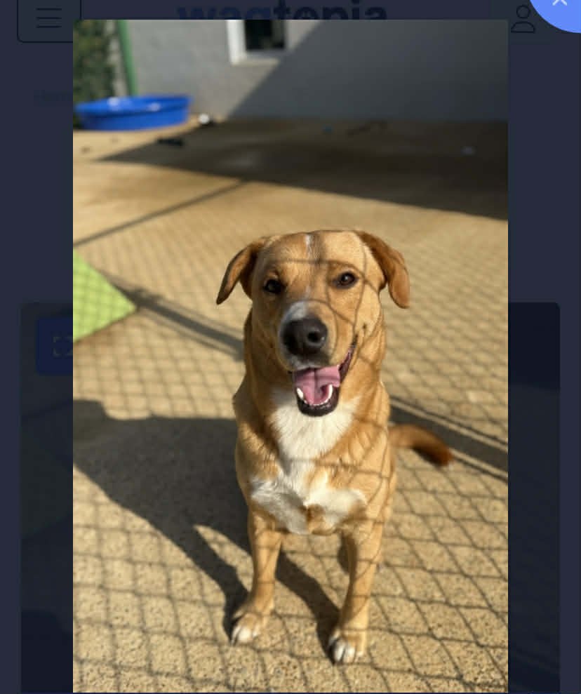 RUDOLPH - Labrador Retriever available for adoption