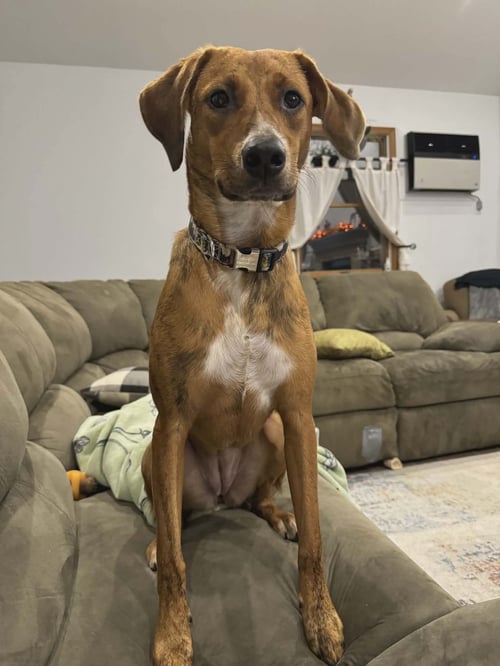 BARBIE - Redbone Coonhound for adoption in Paterson