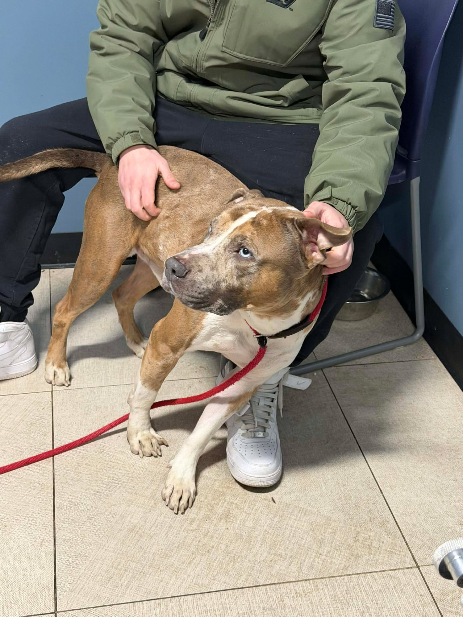 RUNE - Pit Bull Terrier available for adoption