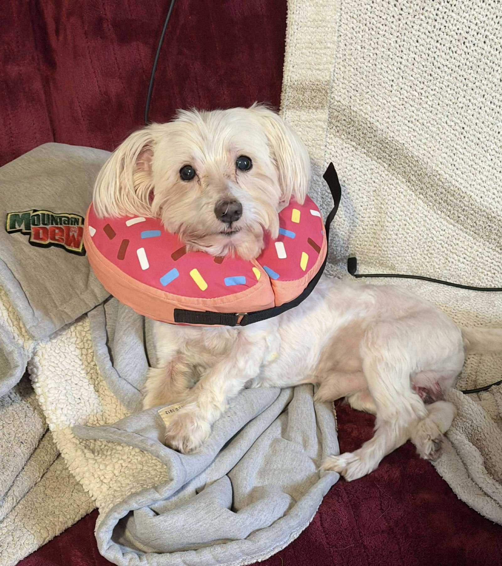 DEXTER - Havanese available for adoption