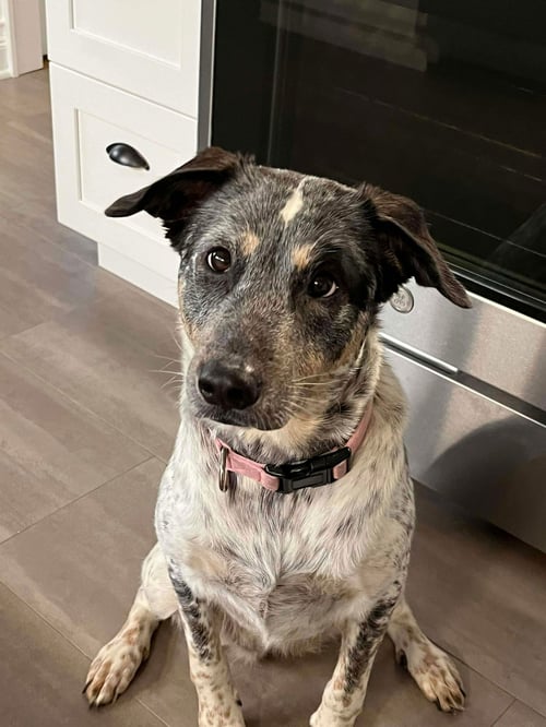 RILEY - Cattle Dog / Labrador Retriever available for adoption