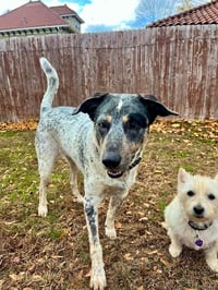 Riley - Photo 2