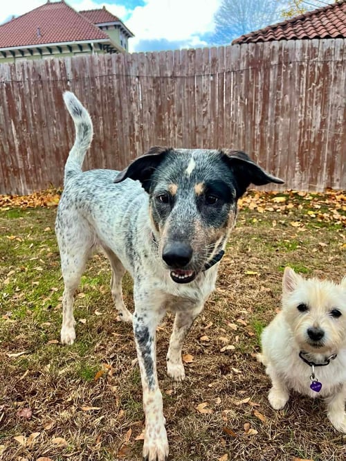 RILEY - Cattle Dog / Labrador Retriever available for adoption