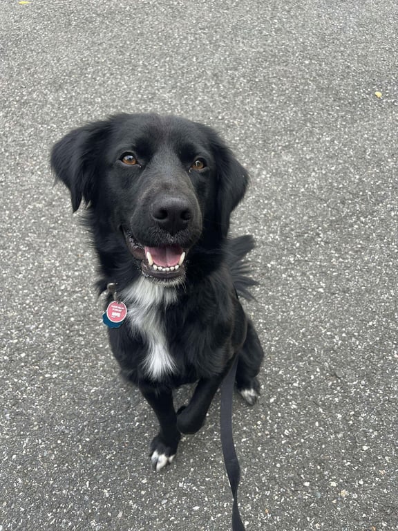 Bart (Foster to Adopt) Image