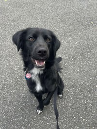 Bart (Foster to Adopt) - Photo 1