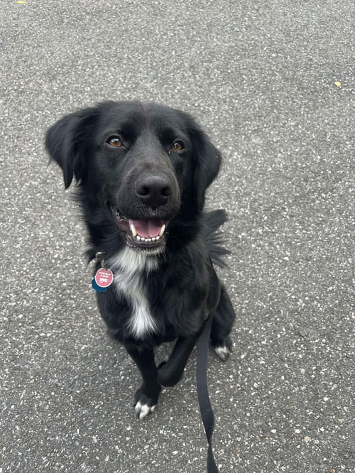 BART (FOSTER TO ADOPT) - Flat-coated Retriever available for adoption