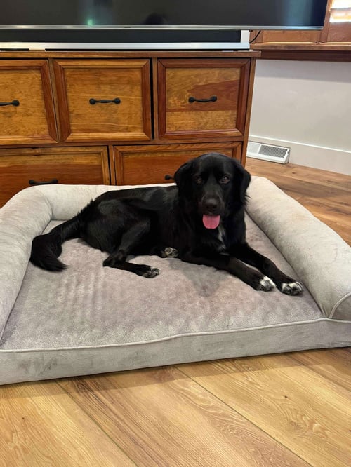 BART (FOSTER TO ADOPT) - Flat-coated Retriever available for adoption