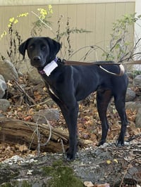 Nico - Photo 6