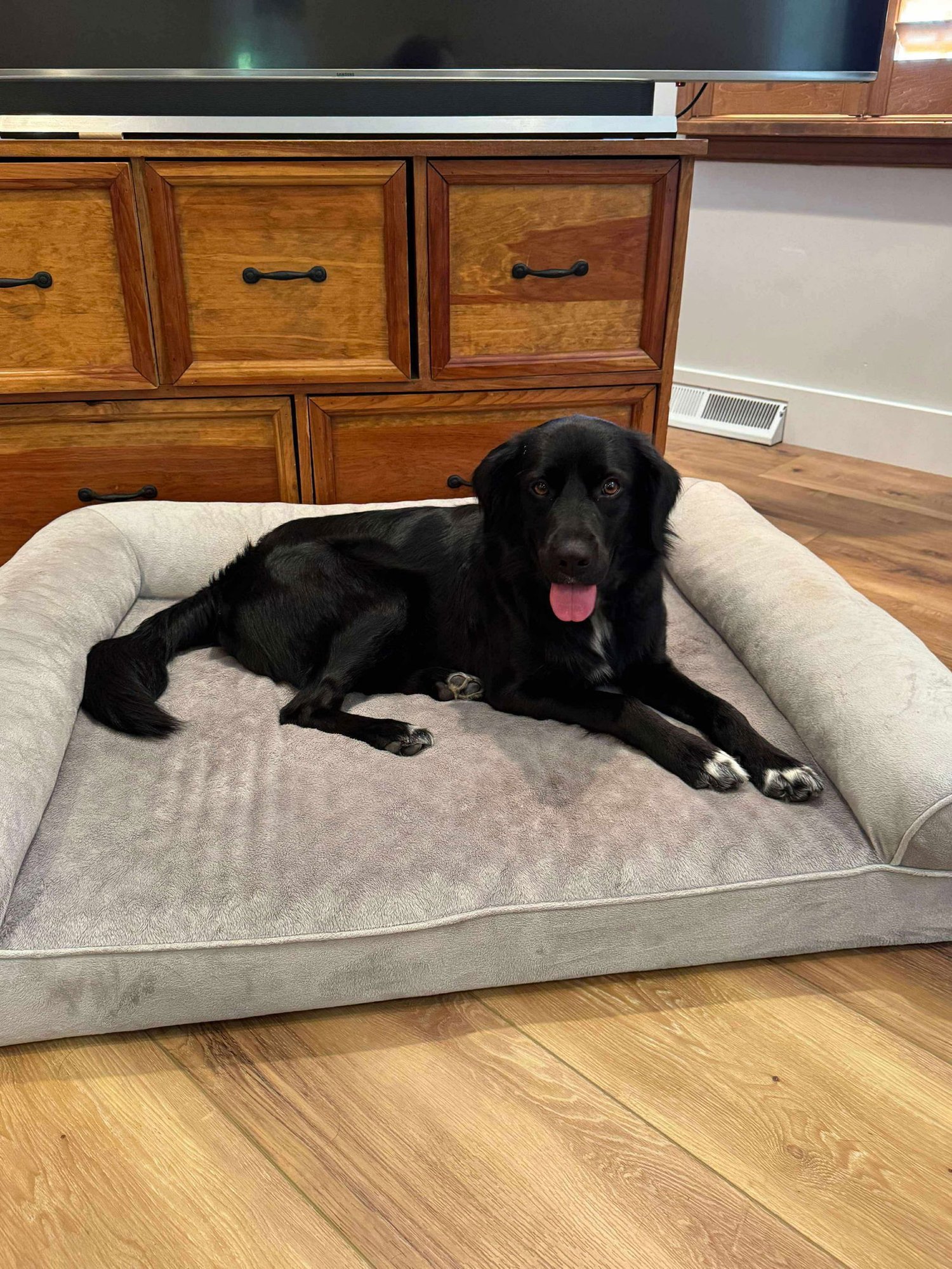 BART (ADOPTER OR FOSTER NEEDED!) - Flat-coated Retriever available for adoption