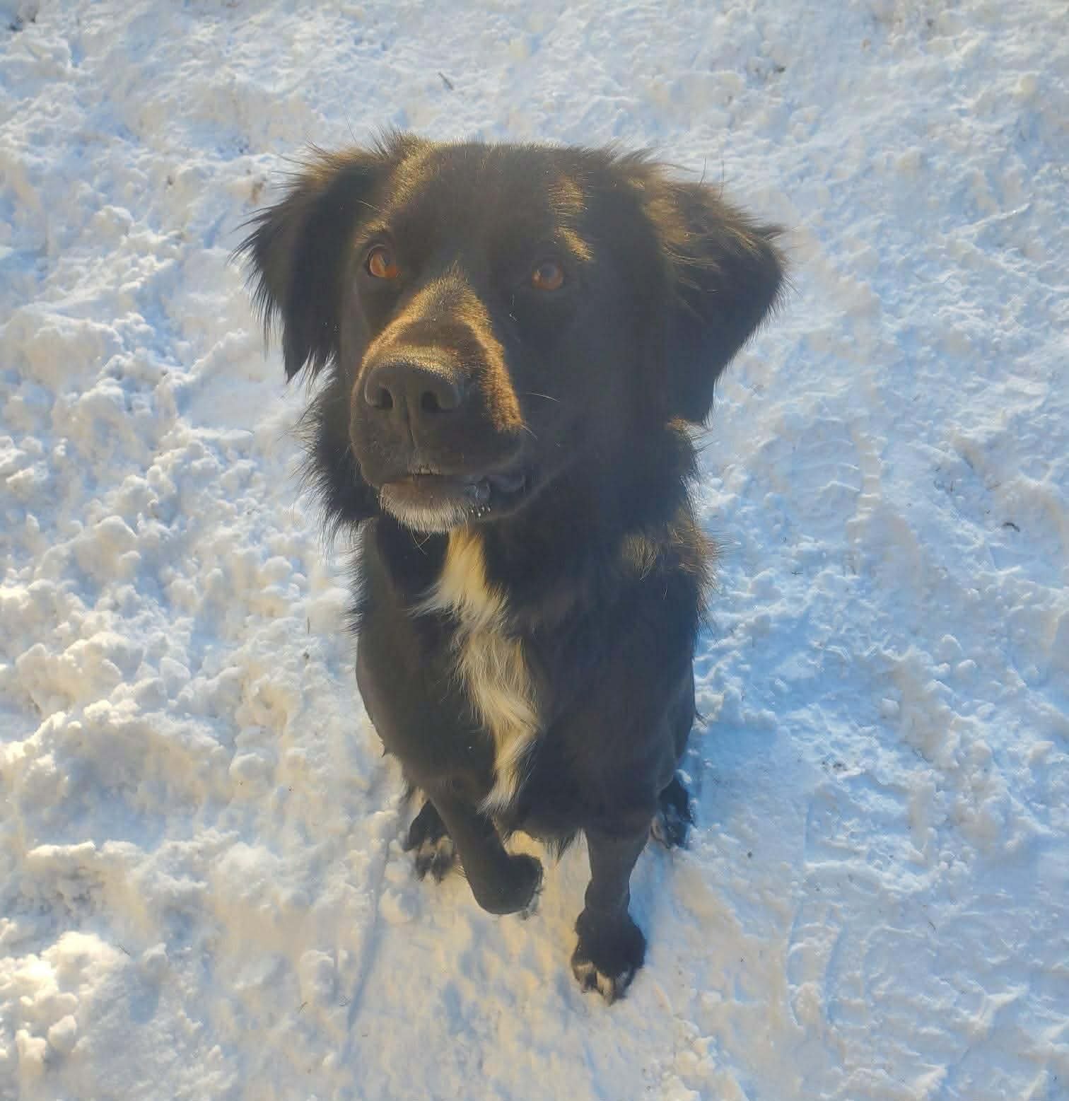 Bart (Adopter or foster needed!) - Photo 11