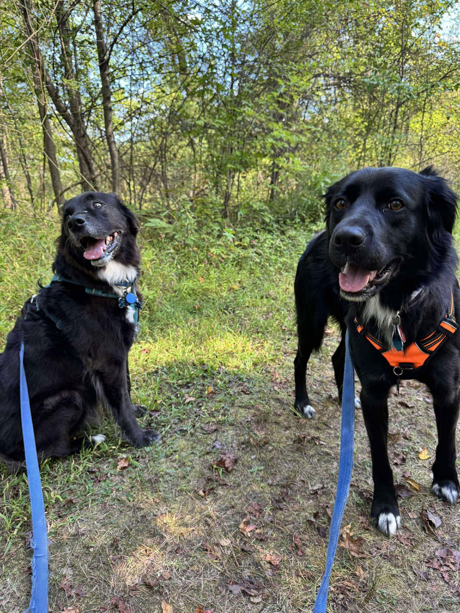 Bart (Adopter or foster needed!) - Photo 12