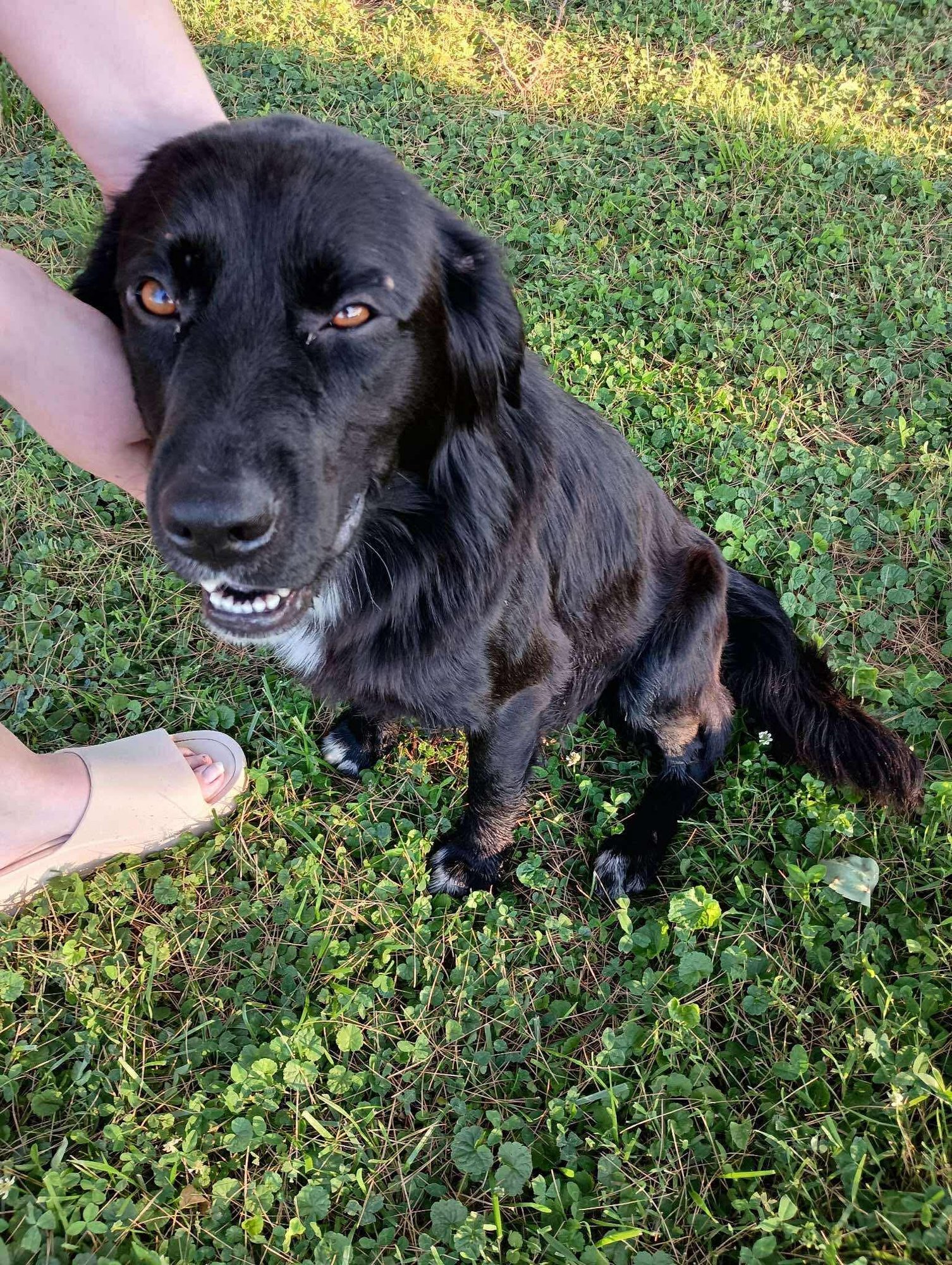 Bart (Adopter or foster needed!) - Photo 6