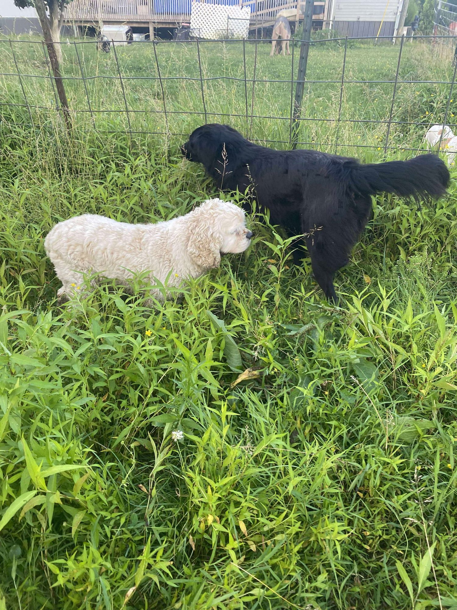 Bart (Adopter or foster needed!) - Photo 8