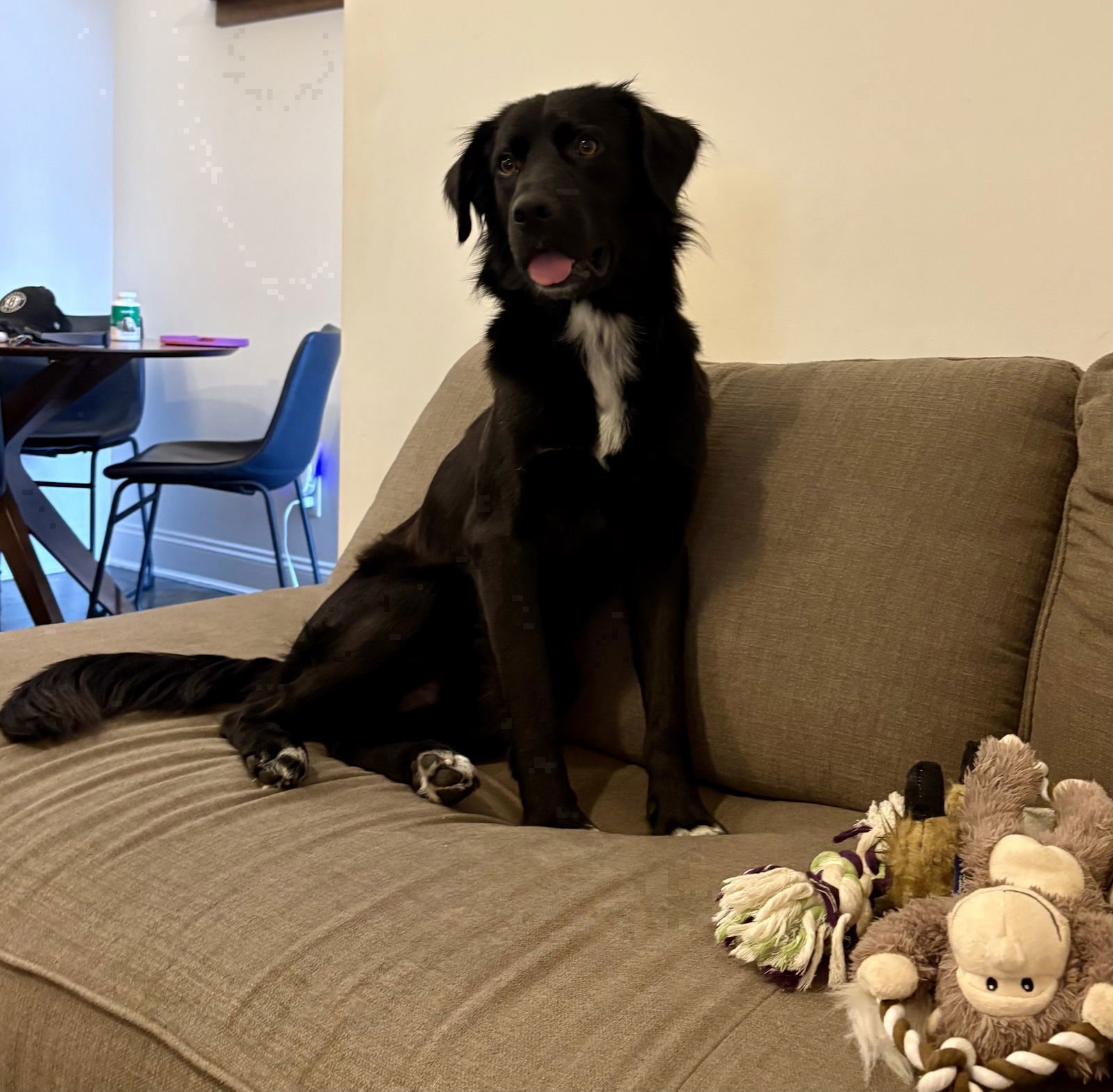 Bart (Adopter or foster needed!) - Photo 9