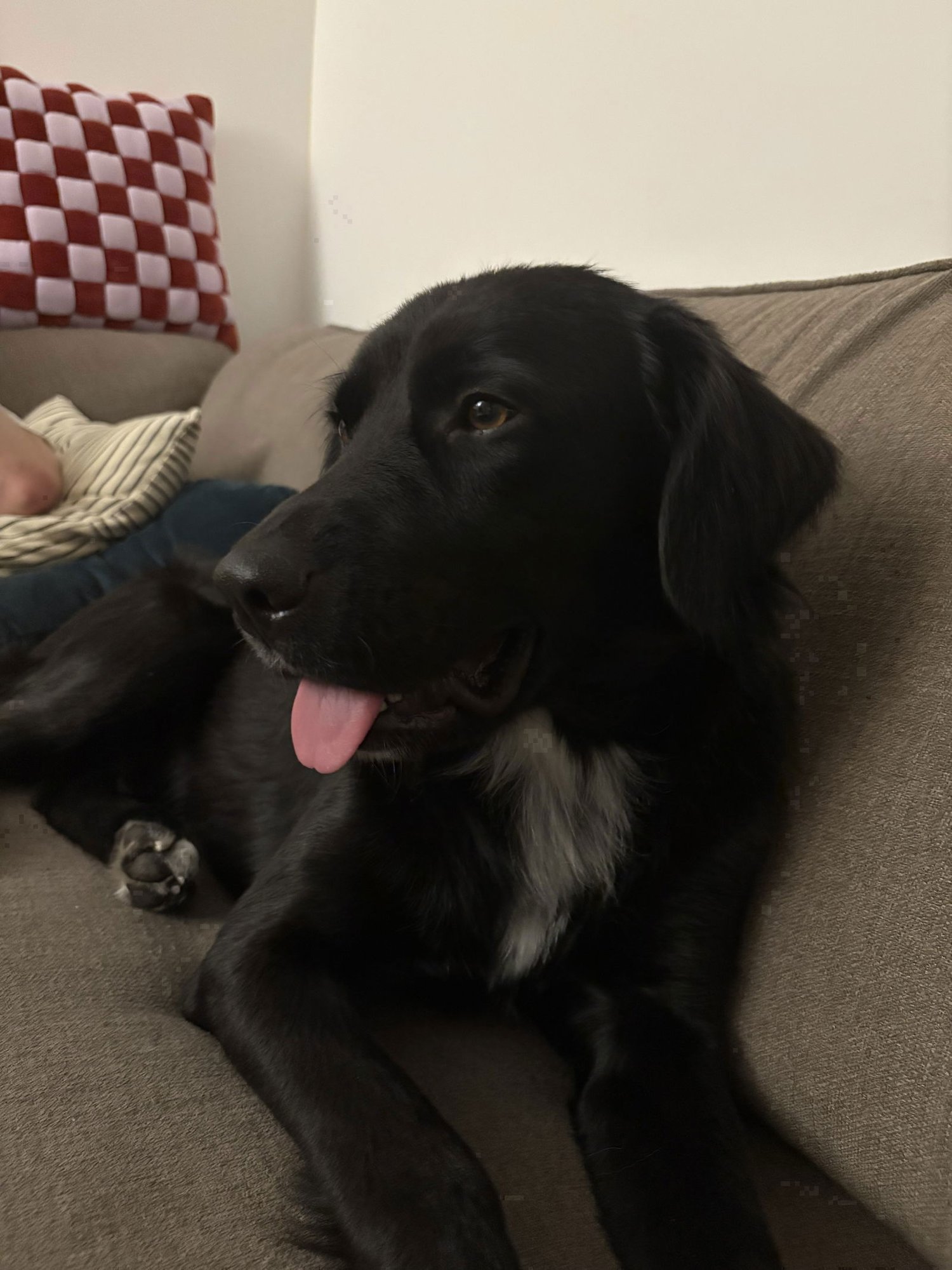 Bart (Adopter or foster needed!) - Photo 10