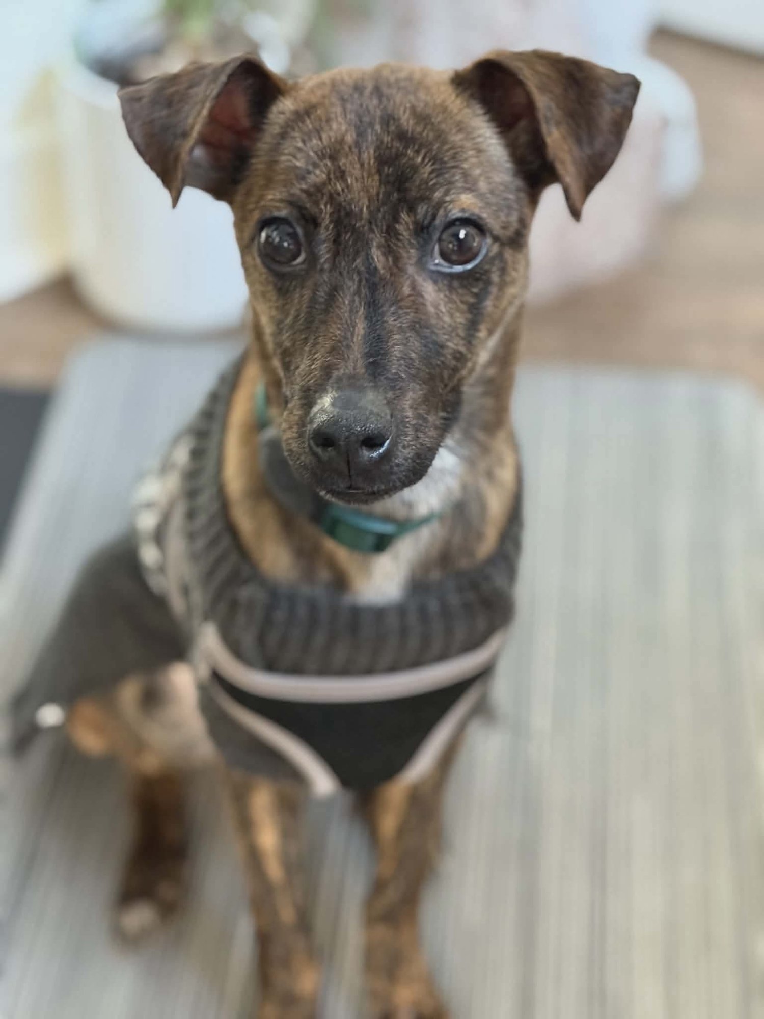 ARLO - Chihuahua / Feist available for adoption