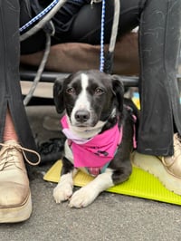 Oreo - Photo 2