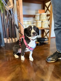 Oreo - Photo 3