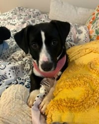 Oreo - Photo 6