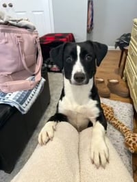 Oreo - Photo 8