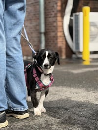 Oreo - Photo 9