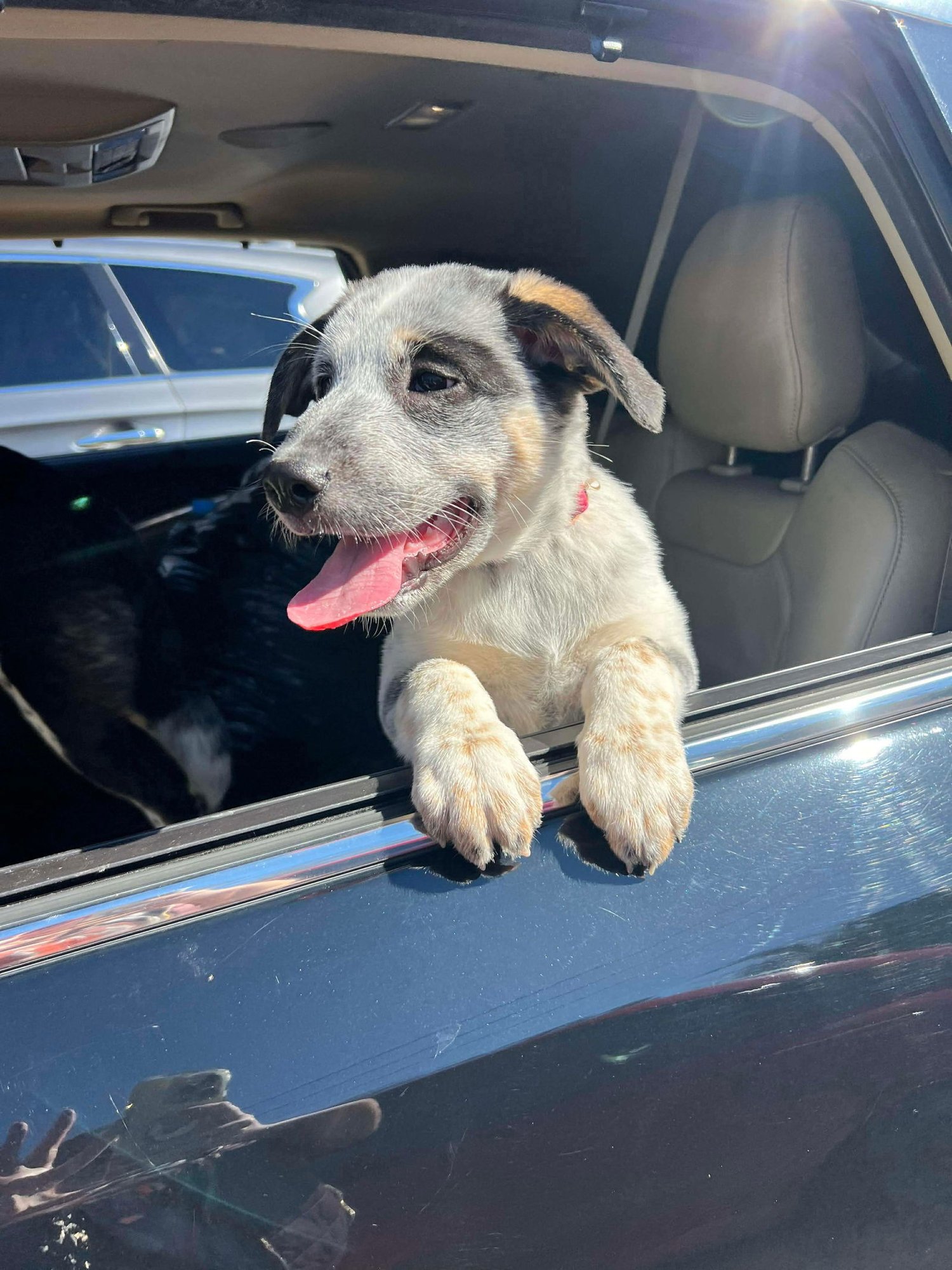 Riley (Foster or Adopter Needed!) - Photo 3