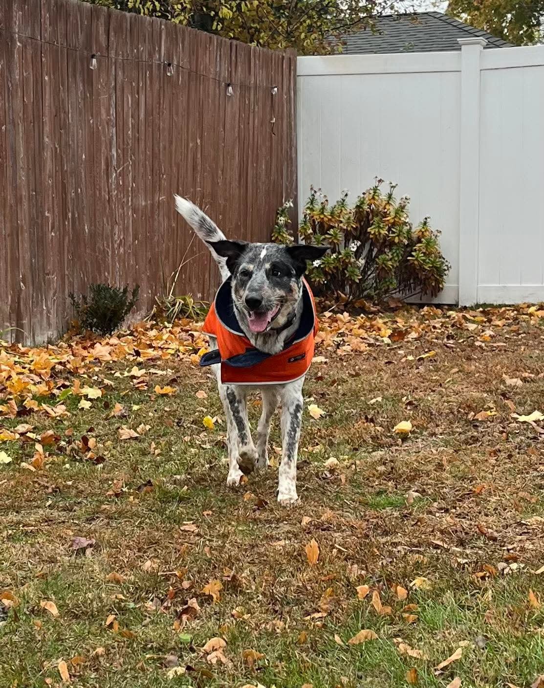 Riley (Foster or Adopter Needed!) - Photo 4