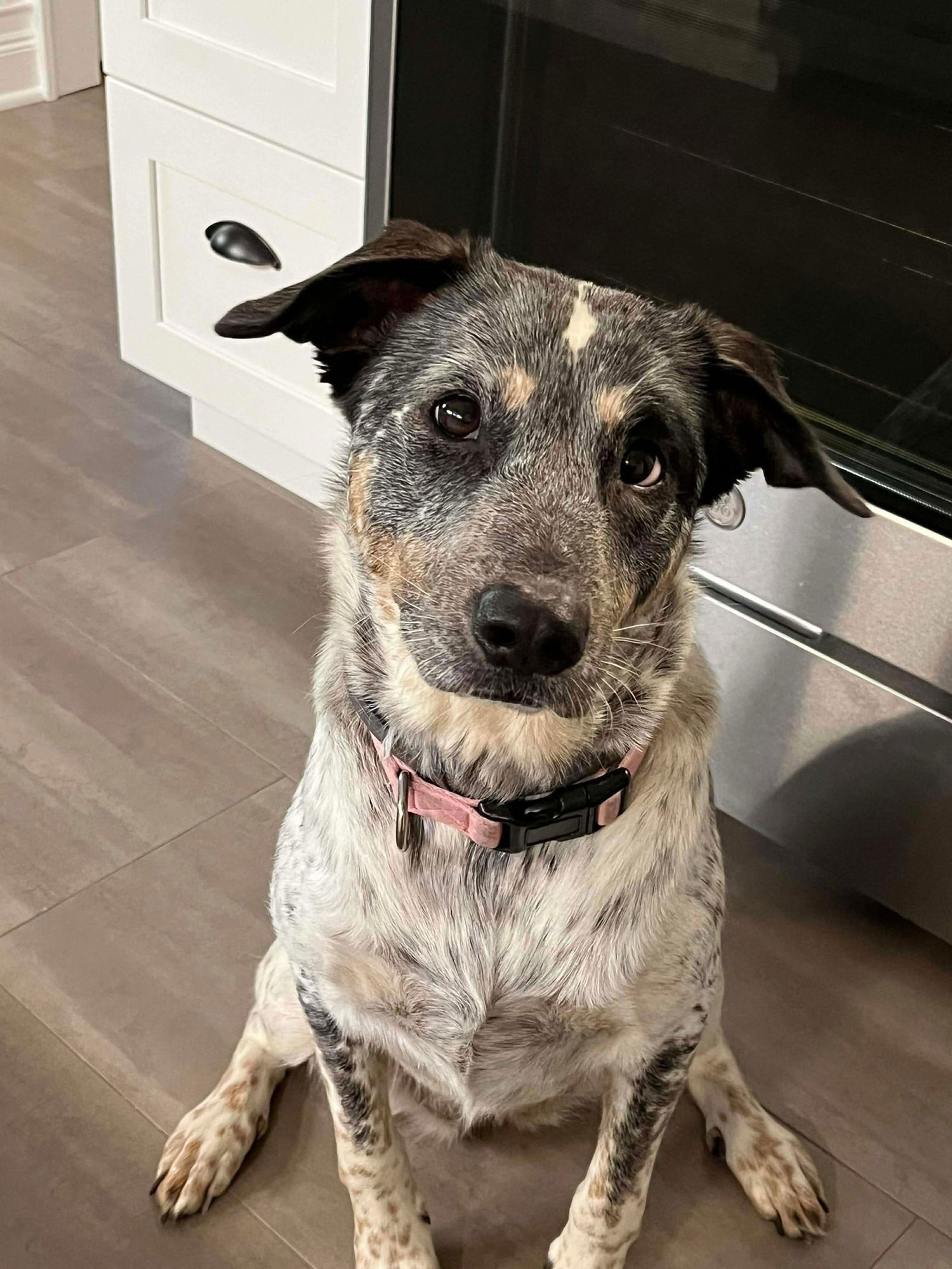 Riley (Foster or Adopter Needed!) - Photo 5