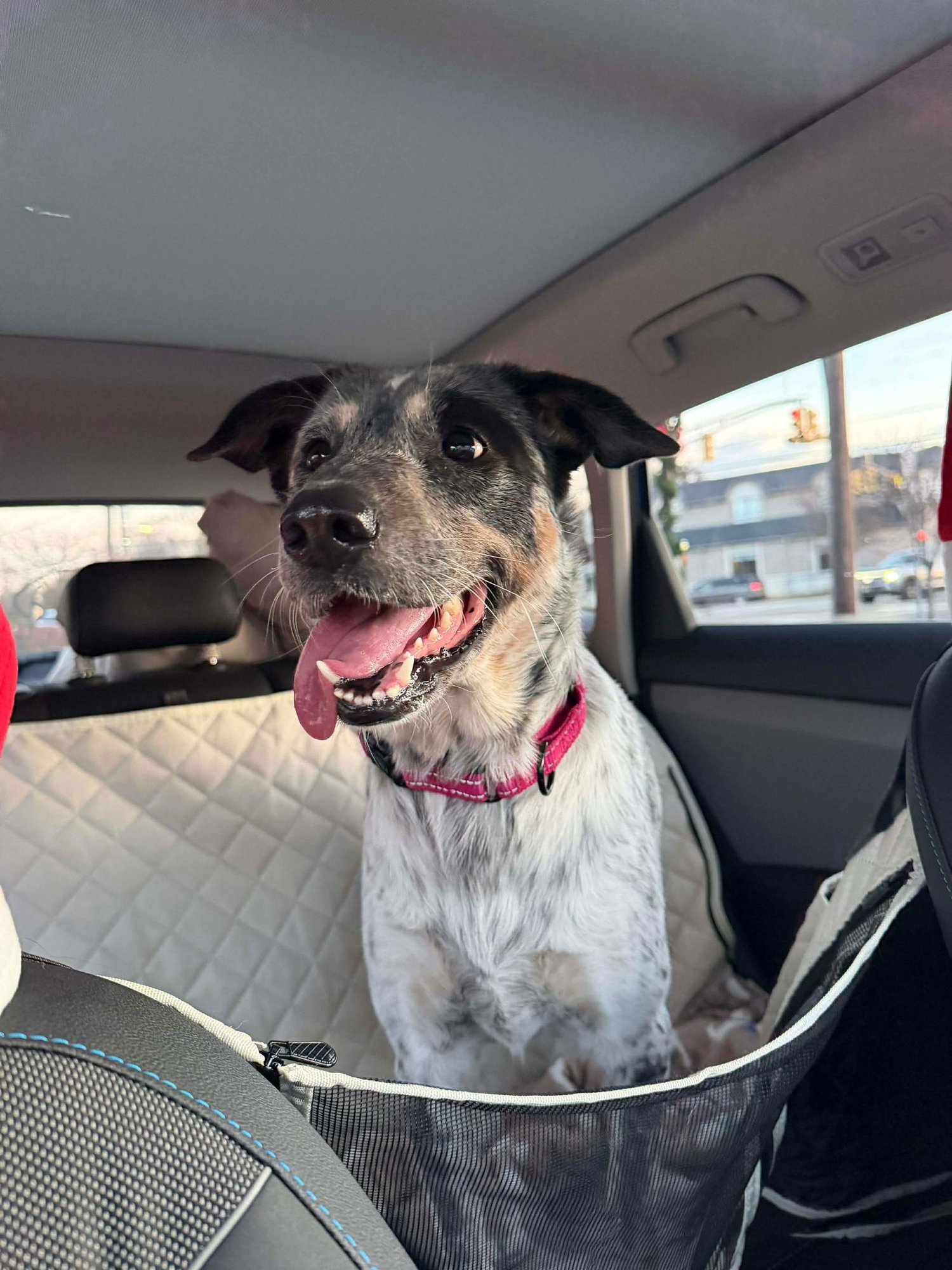 Riley (Foster or Adopter Needed!) - Photo 6