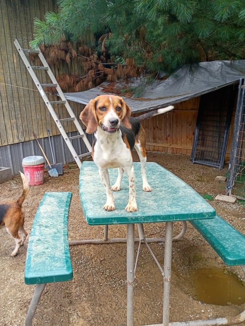 HANNAH - Beagle for adoption in Yonkers