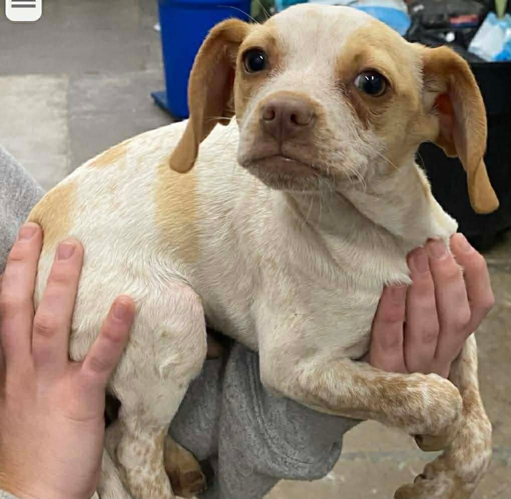 ZUKE - Chihuahua available for adoption