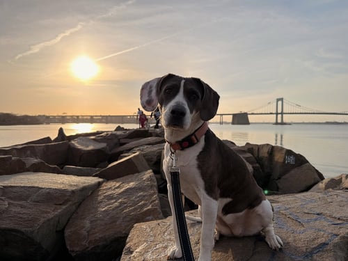 ESME - Beagle / Terrier for adoption in Yonkers